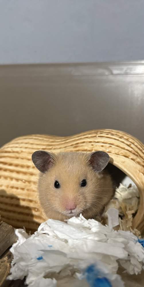 Golden hamster Pet only Mesocricetus auratus 