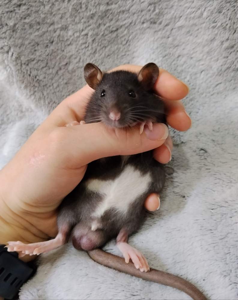 Fancy rat Owned by other Rattus norvegicus 