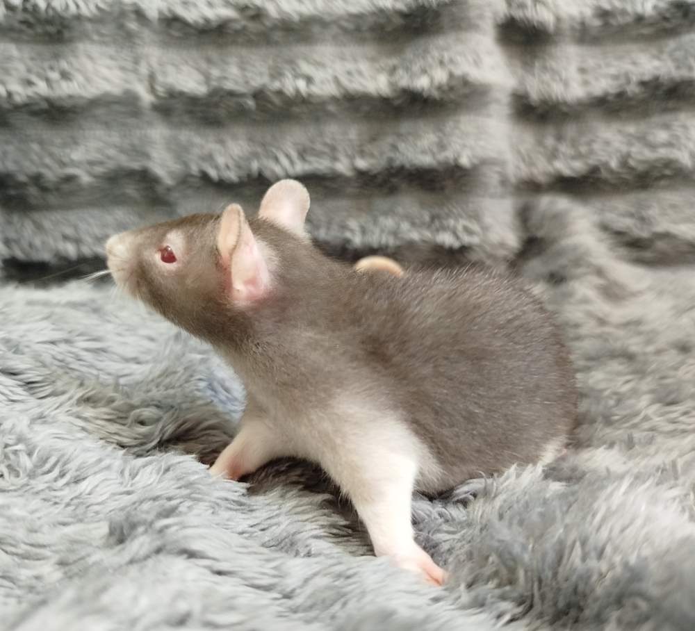 Fancy rat Rehomed Rattus norvegicus 