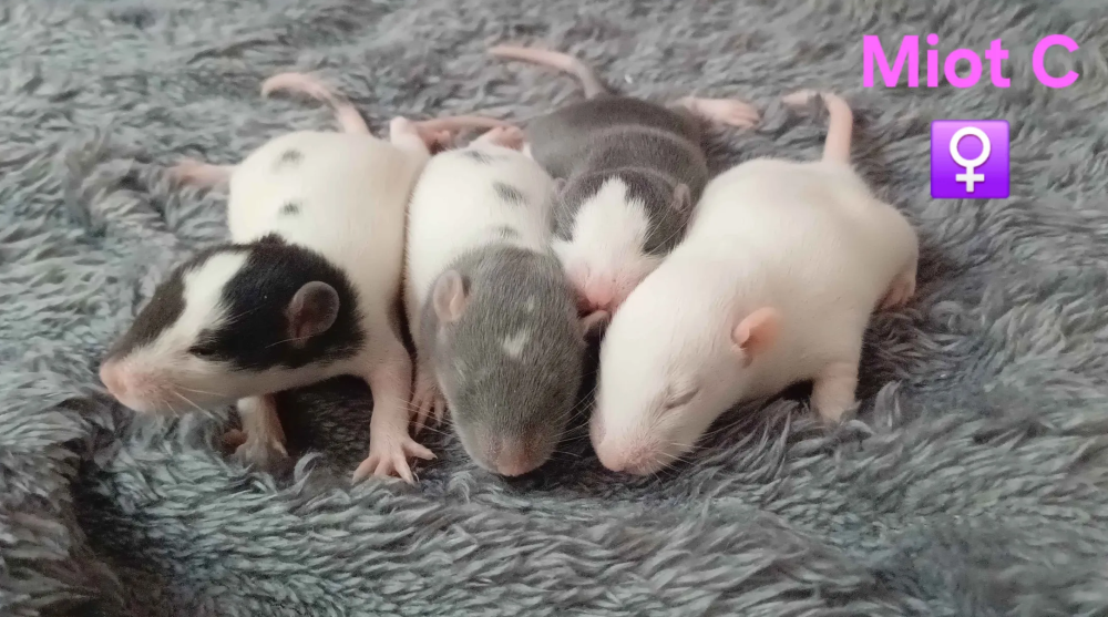 Fancy rat Pet only Rattus norvegicus 