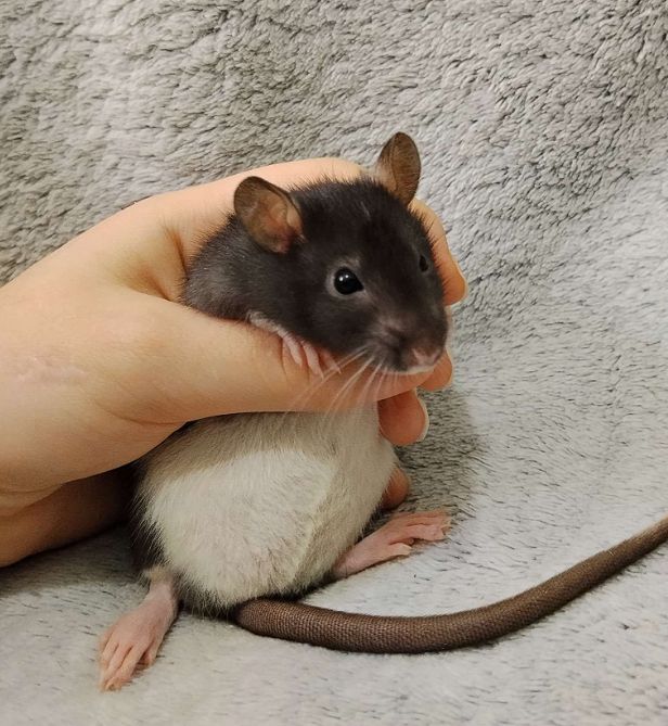 Fancy rat Available for rehoming Rattus norvegicus 