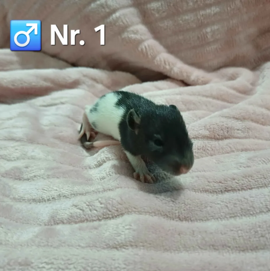 Fancy rat Pet only Rattus norvegicus 