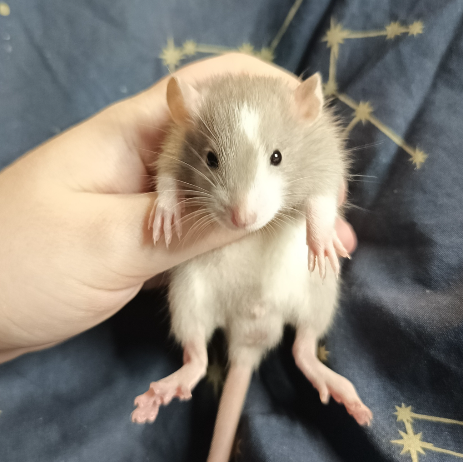 Fancy rat Breeder Rattus norvegicus 