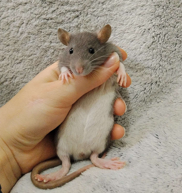 Fancy rat Available for rehoming Rattus norvegicus 