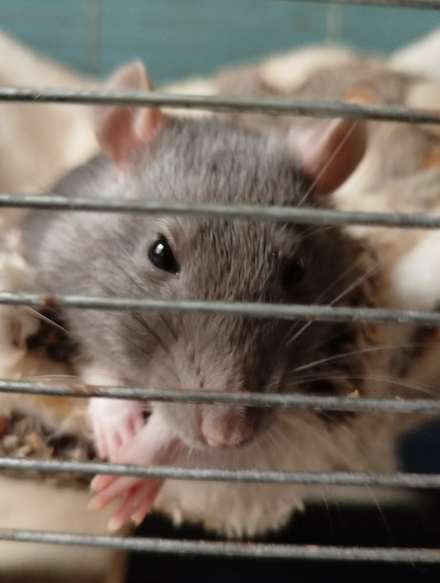 Fancy rat Breeder Rattus norvegicus 