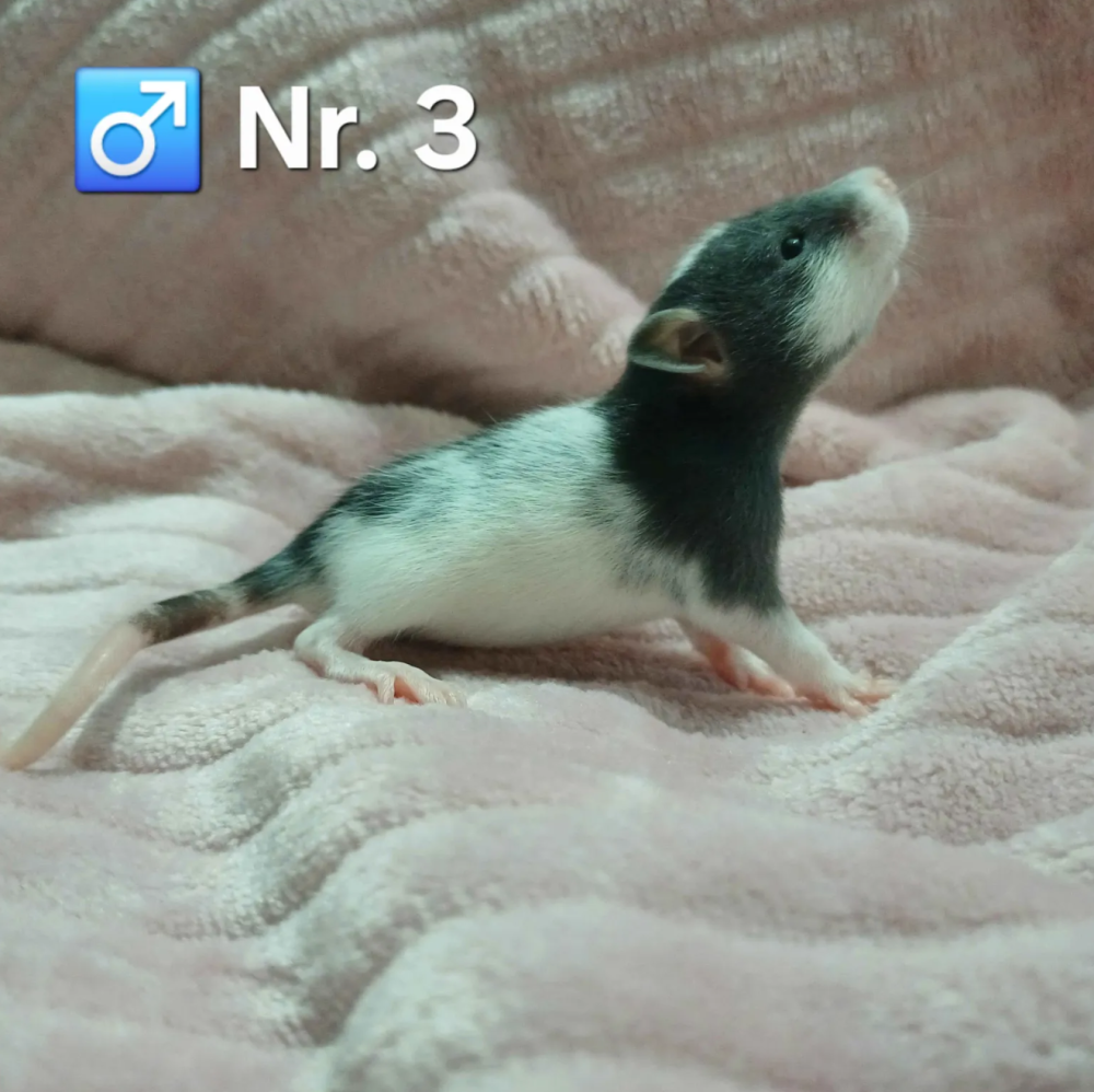 Fancy rat Pet only Rattus norvegicus 