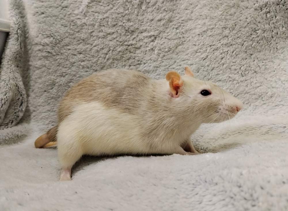 Fancy rat Breeder Rattus norvegicus 