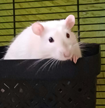 Fancy rat Breeder Rattus norvegicus 