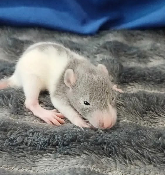 Fancy rat Available for rehoming Rattus norvegicus 