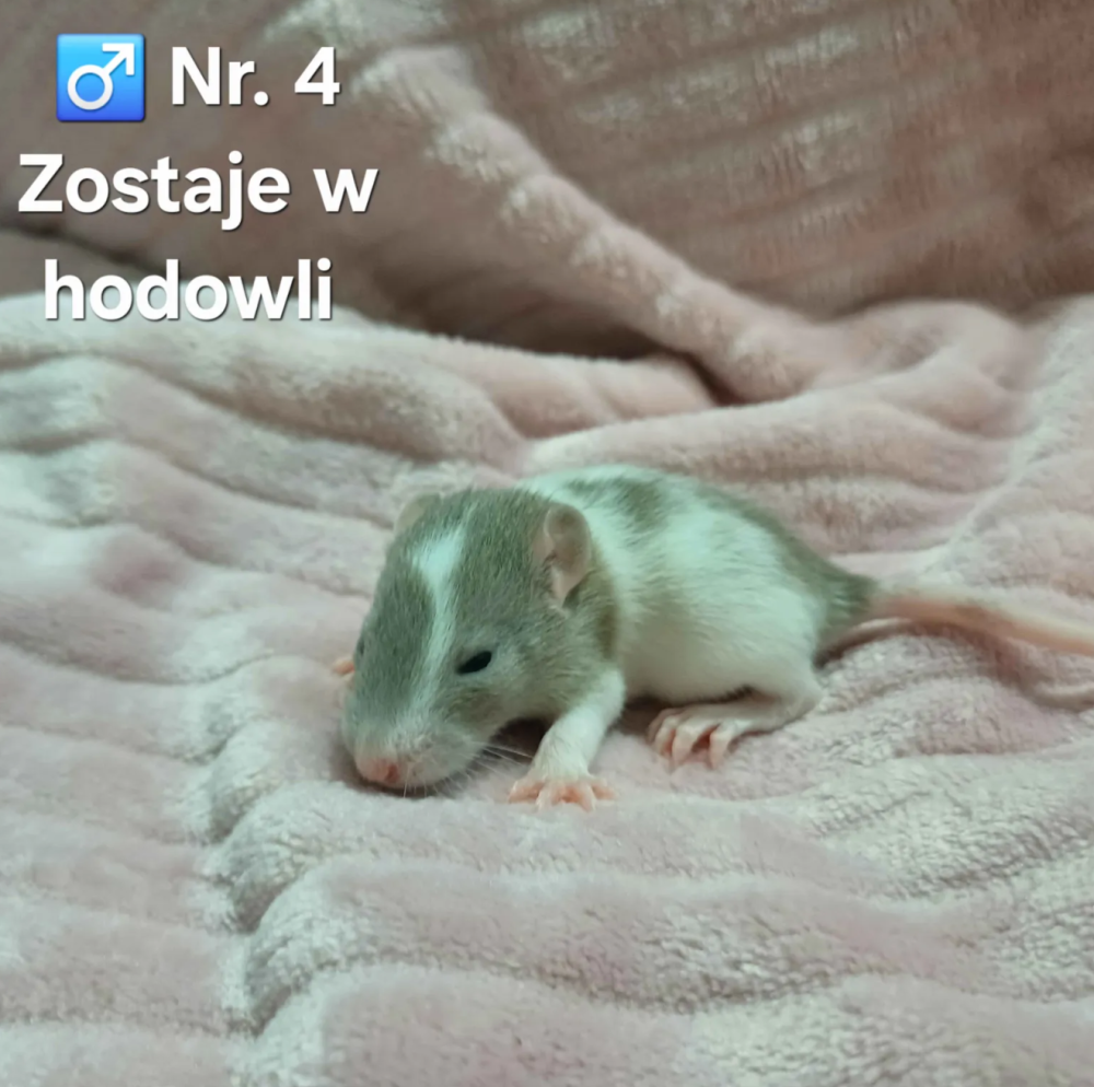 Fancy rat Breeder Rattus norvegicus 