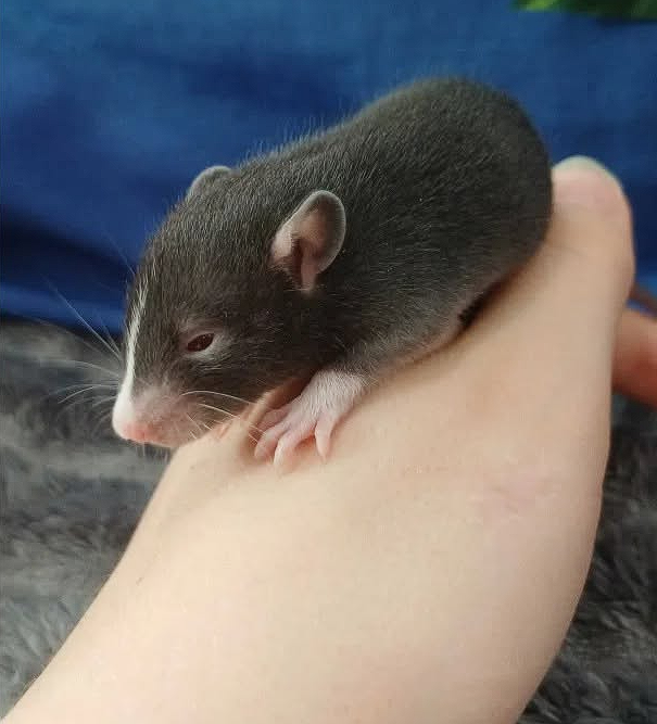 Fancy rat Available for rehoming Rattus norvegicus 