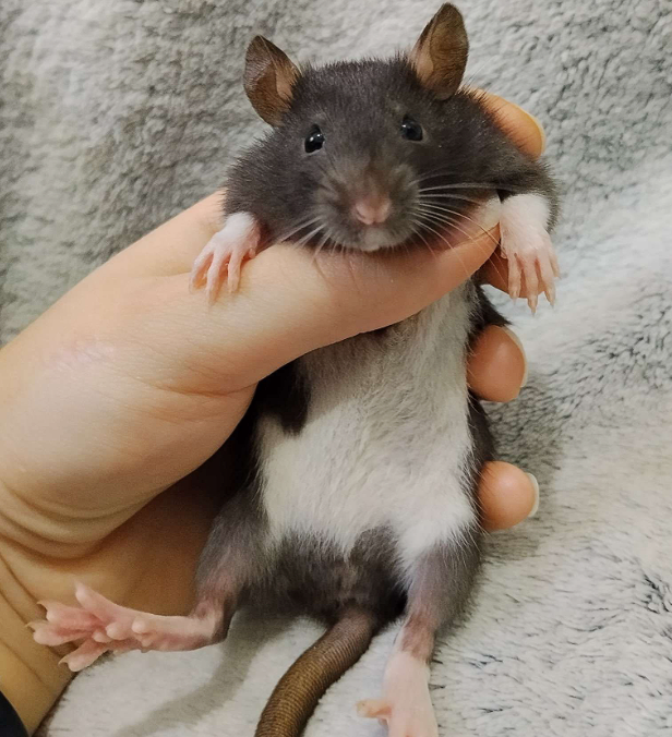 Fancy rat Available for rehoming Rattus norvegicus 
