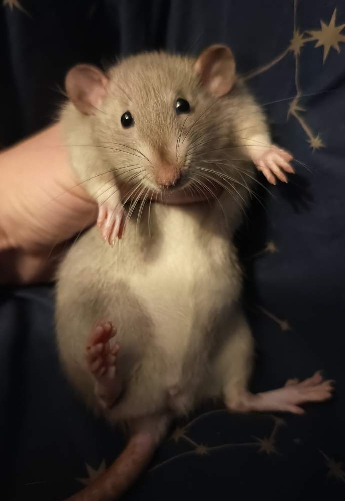 Fancy rat Owned by other Rattus norvegicus 