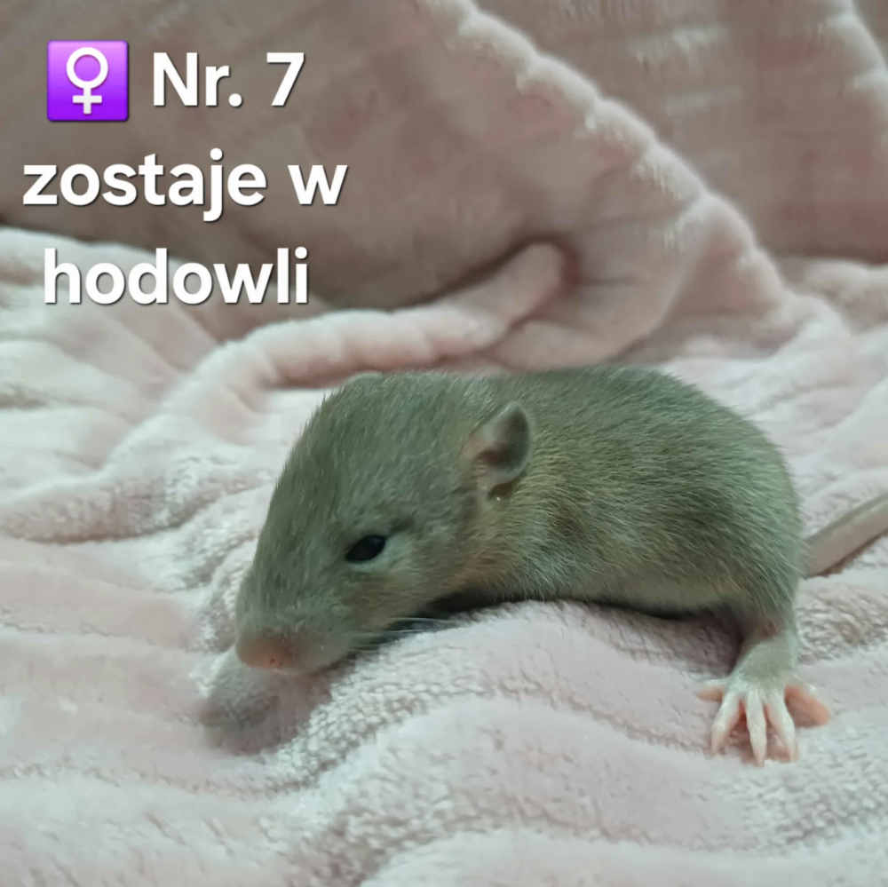 Fancy rat Breeder Rattus norvegicus 