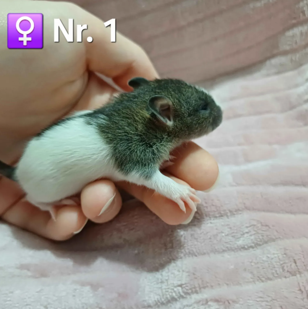 Fancy rat Pet only Rattus norvegicus 