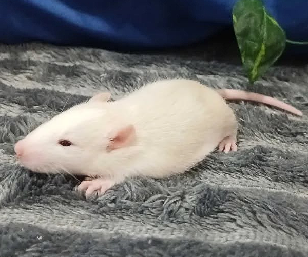 Fancy rat Available for rehoming Rattus norvegicus 