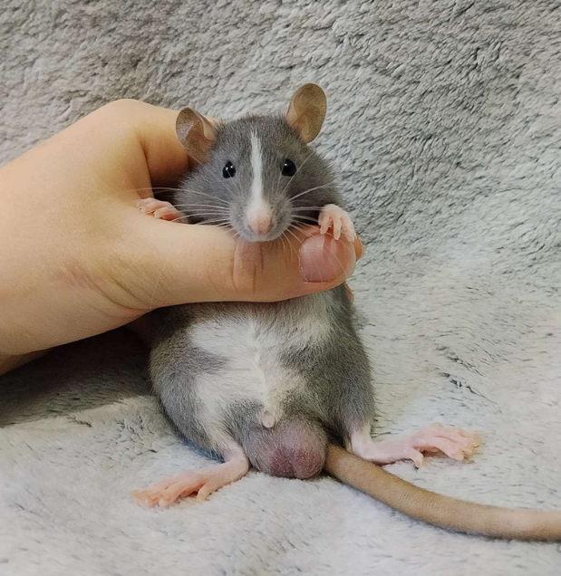Fancy rat Breeder Rattus norvegicus 