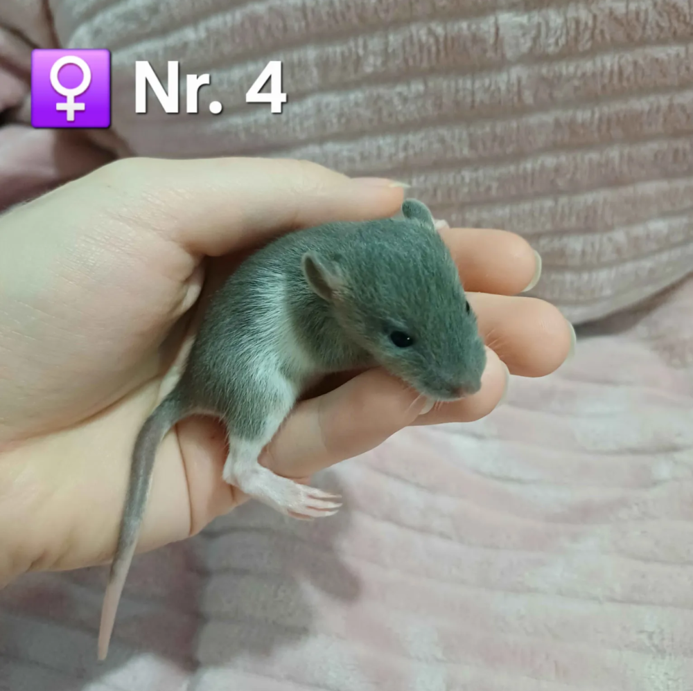 Fancy rat Pet only Rattus norvegicus 