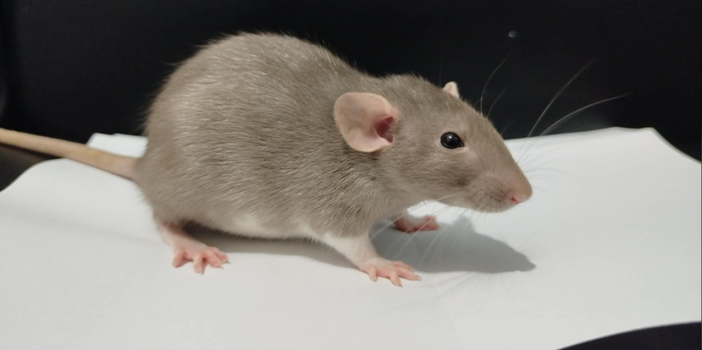 Fancy rat Pet only Rattus norvegicus 
