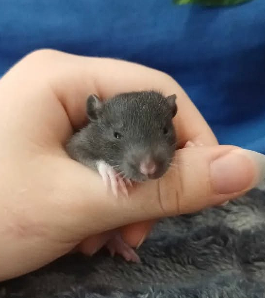 Fancy rat Owned by other Rattus norvegicus 