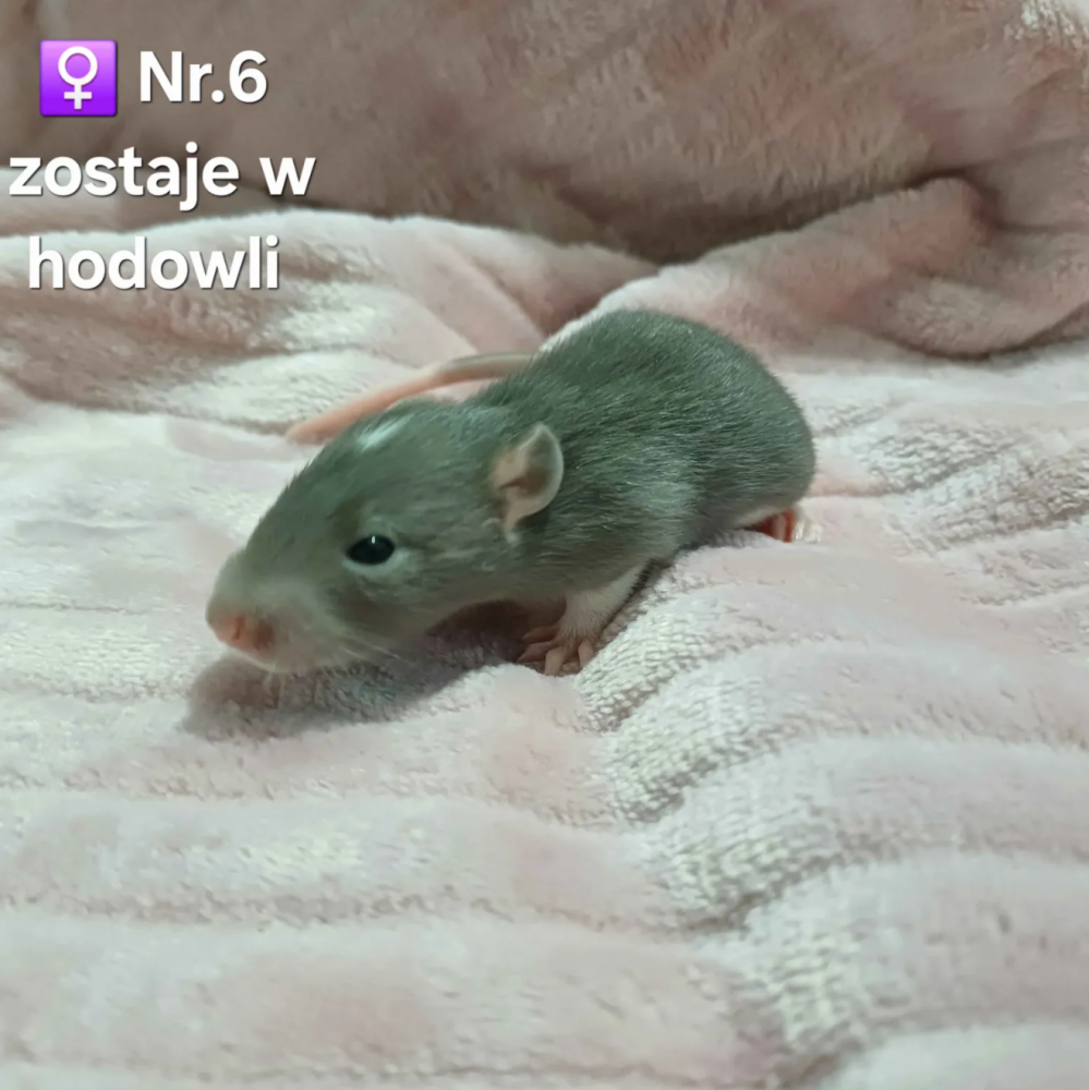Fancy rat Breeder Rattus norvegicus 