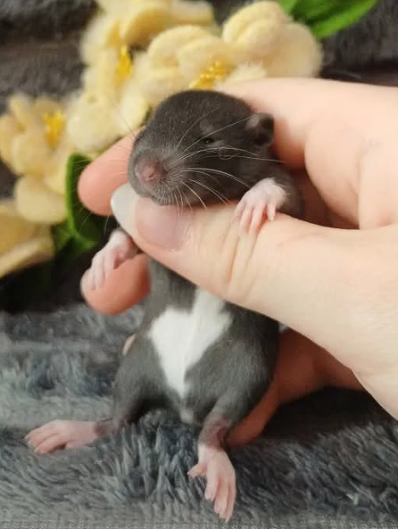 Fancy rat Available for rehoming Rattus norvegicus 