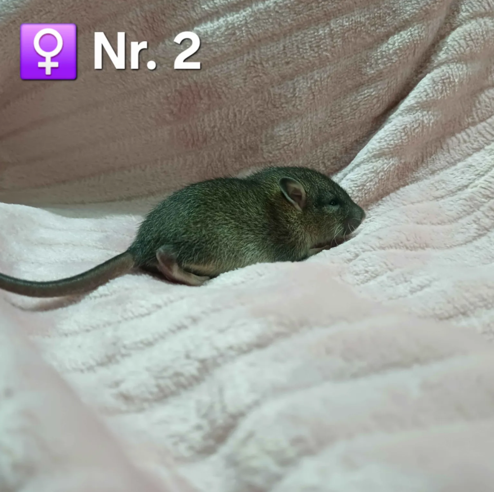 Fancy rat Pet only Rattus norvegicus 