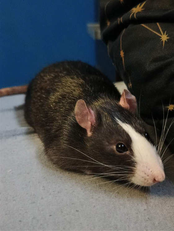 Fancy rat Owned by other Rattus norvegicus 