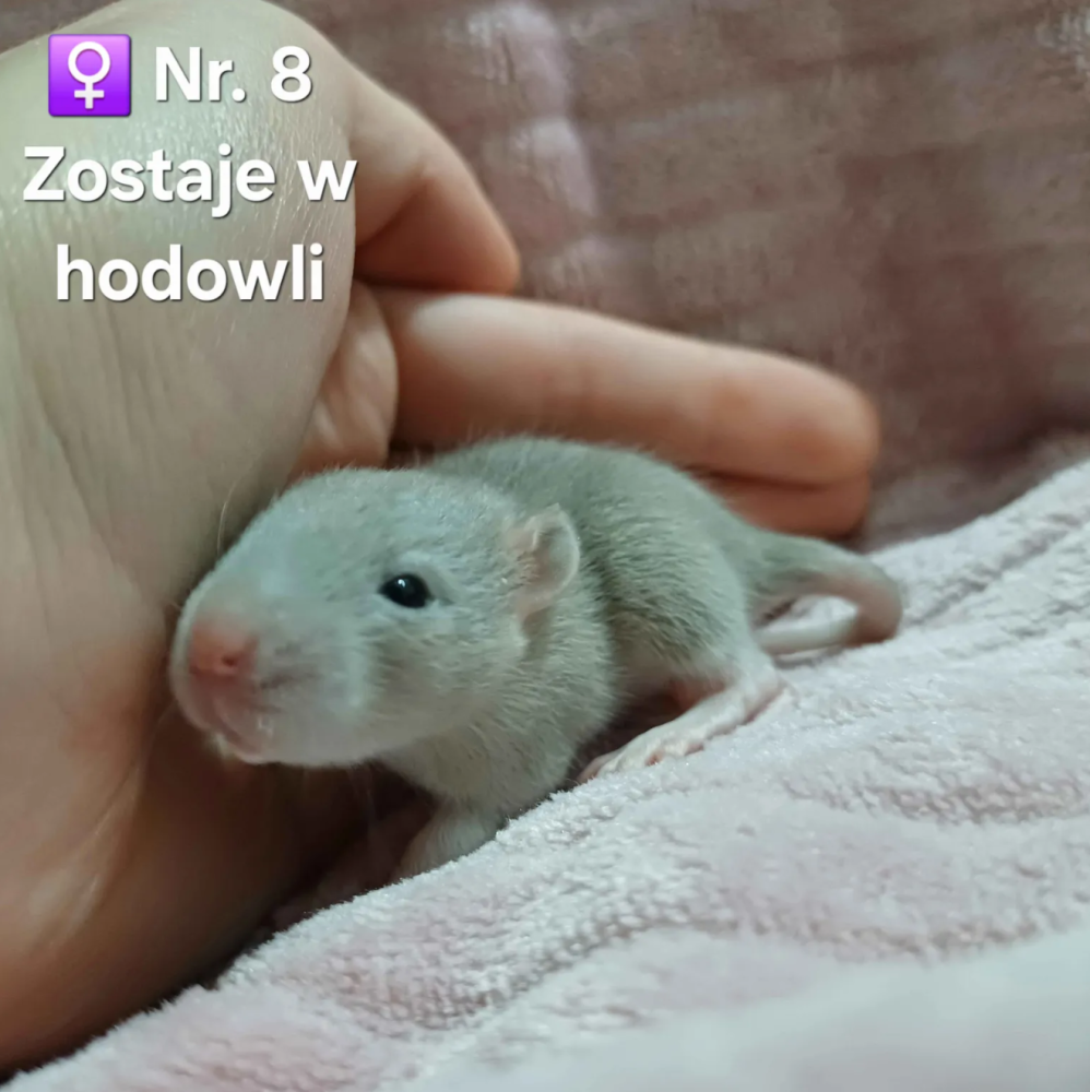 Fancy rat Breeder Rattus norvegicus 