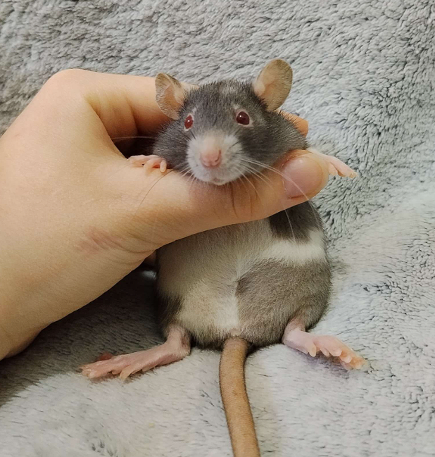 Fancy rat Available for rehoming Rattus norvegicus 