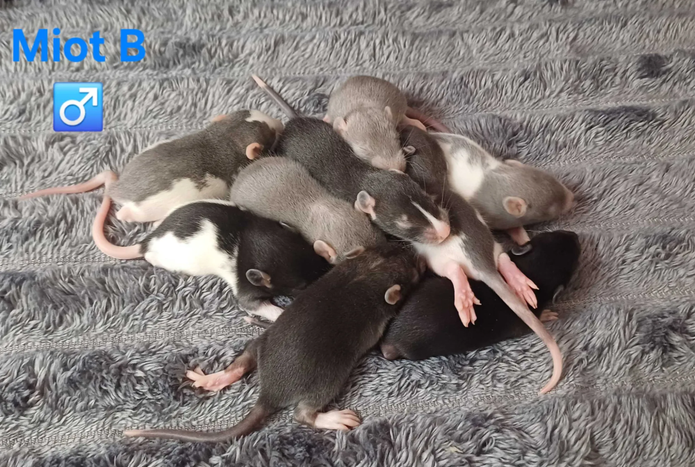 Fancy rat Pet only Rattus norvegicus 