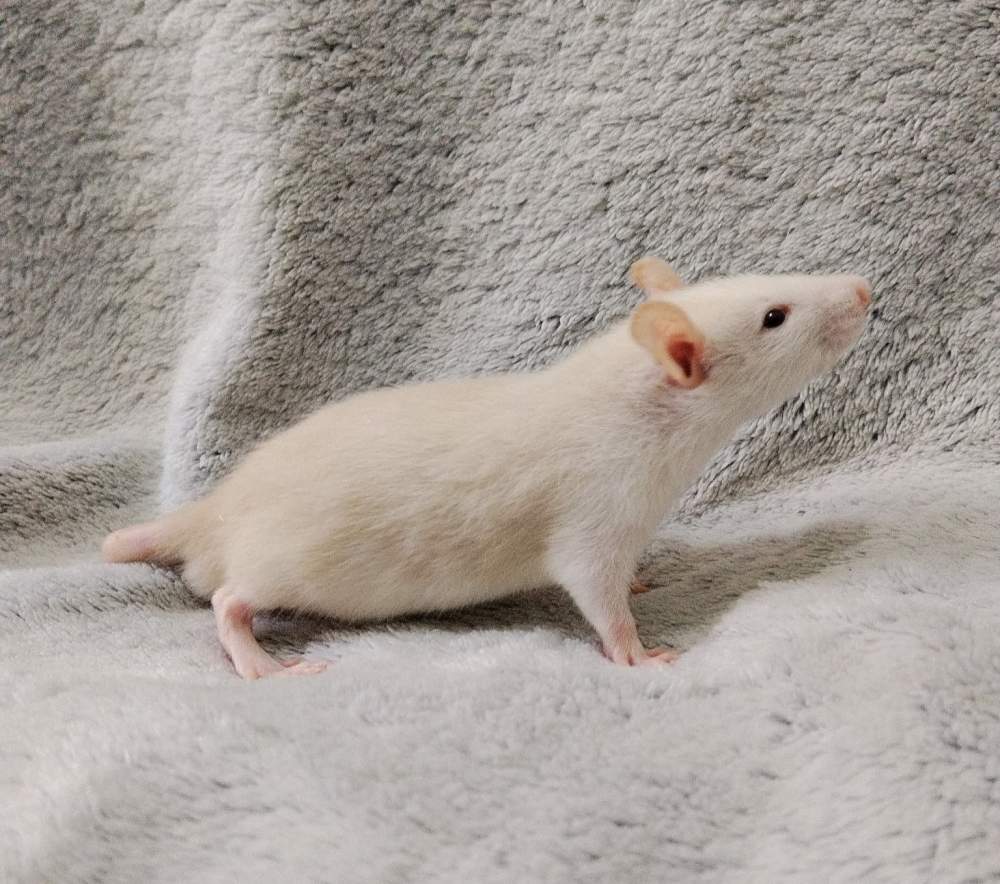Fancy rat Rehomed Rattus norvegicus 
