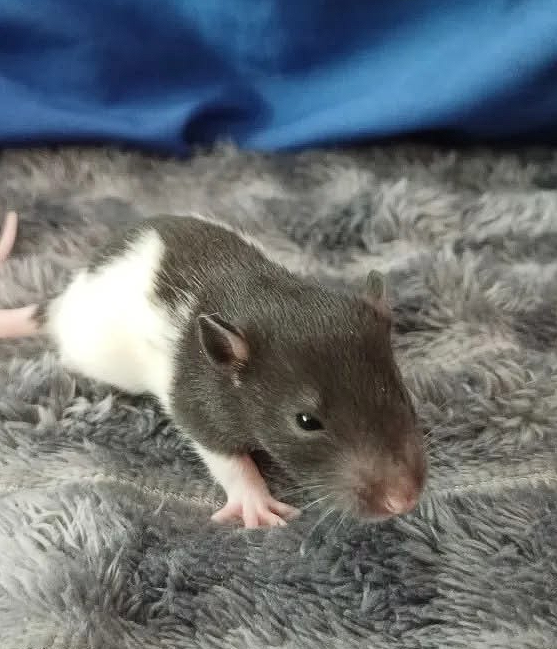 Fancy rat Owned by other Rattus norvegicus 