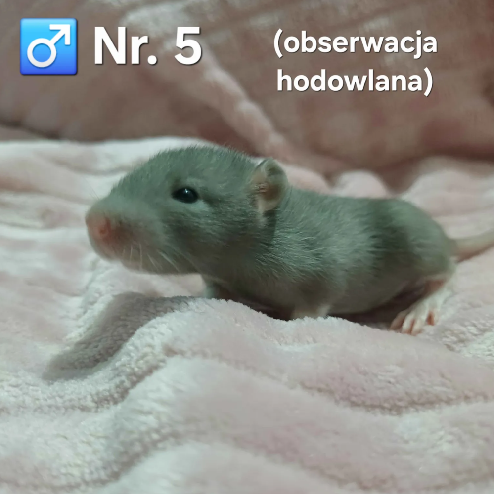 Fancy rat Breeder Rattus norvegicus 