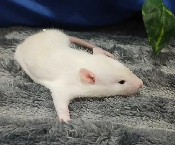 Fancy rat Breeder Rattus norvegicus 