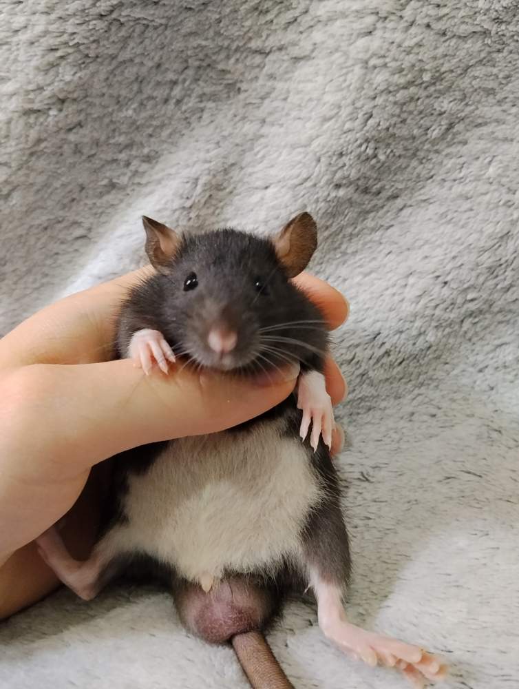 Fancy rat Owned by other Rattus norvegicus 