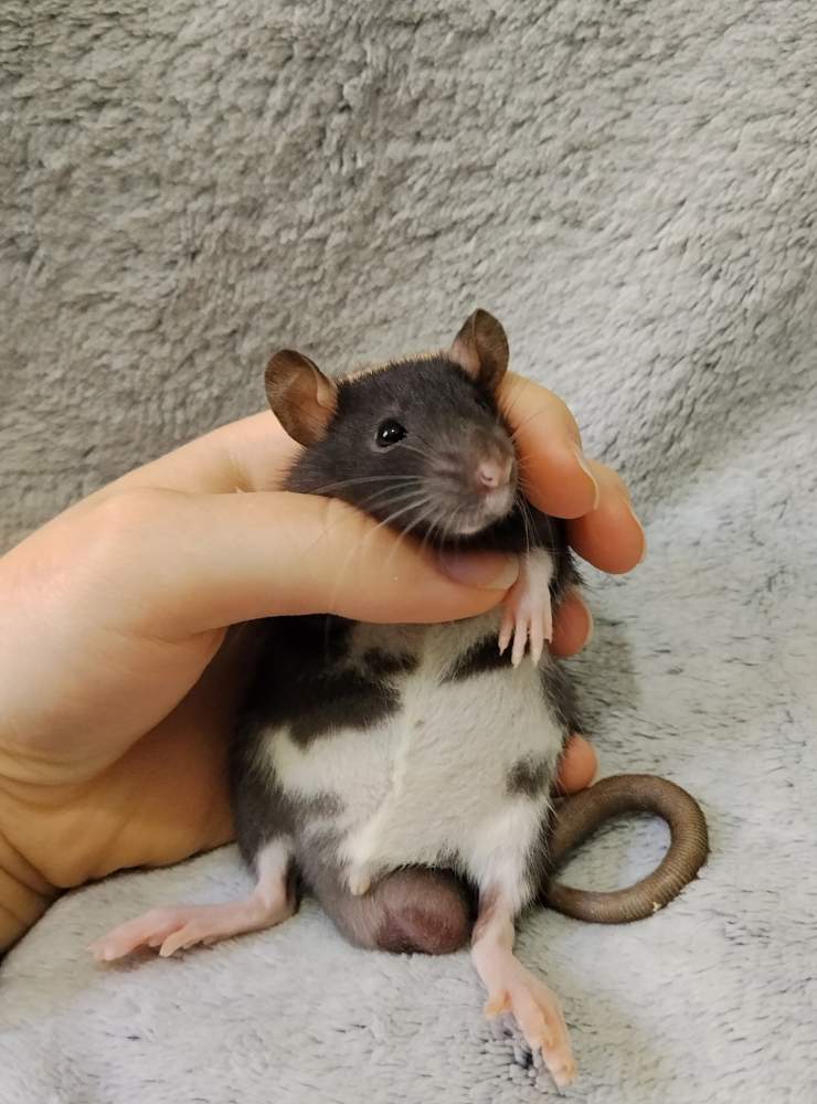 Fancy rat Owned by other Rattus norvegicus 