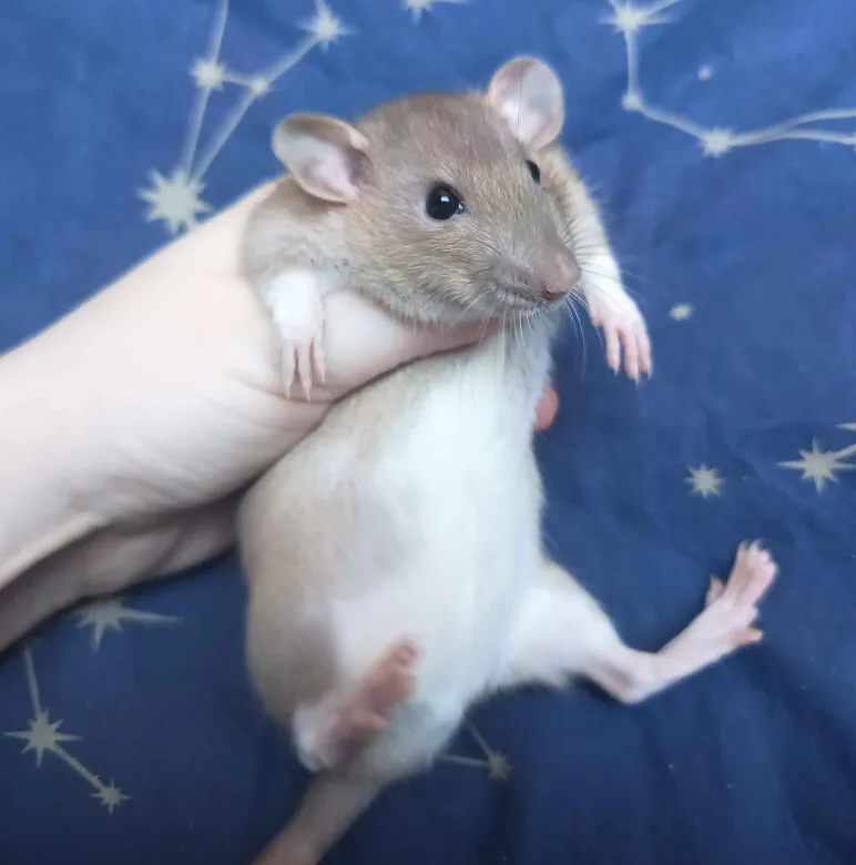 Fancy rat Breeder Rattus norvegicus 