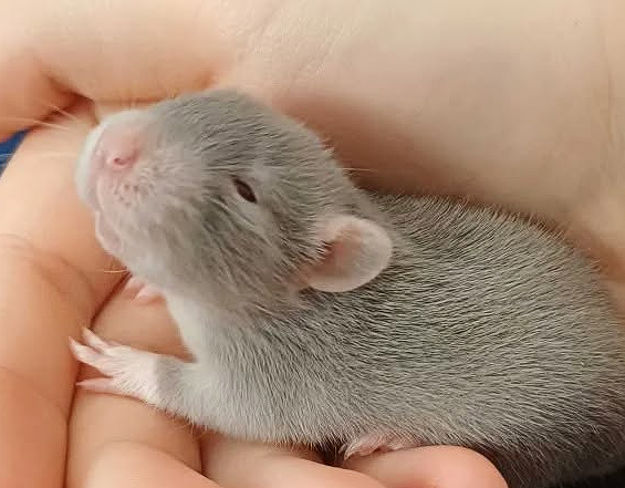 Fancy rat Available for rehoming Rattus norvegicus 