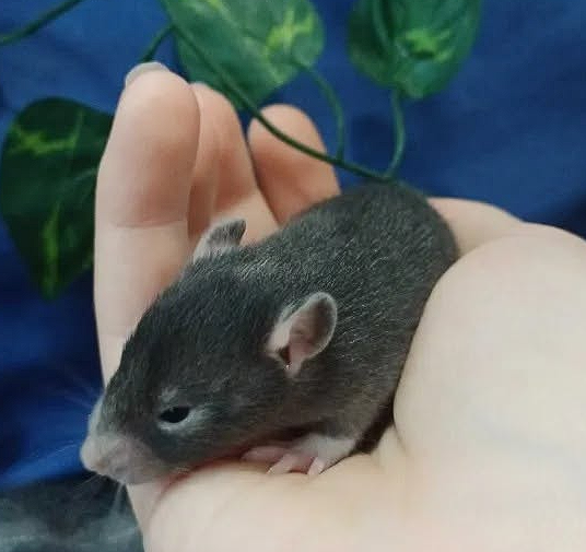 Fancy rat Breeder Rattus norvegicus 