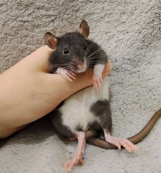 Fancy rat Owned by other Rattus norvegicus 