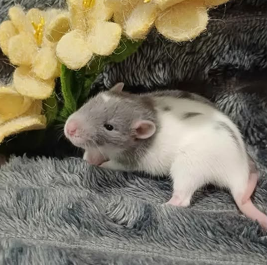 Fancy rat Available for rehoming Rattus norvegicus 