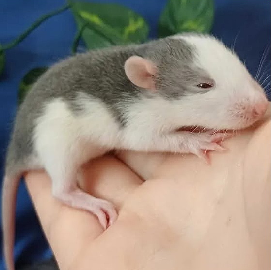 Fancy rat Available for rehoming Rattus norvegicus 