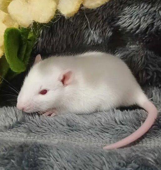Fancy rat Available for rehoming Rattus norvegicus 
