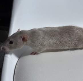 Fancy rat Owned by other Rattus norvegicus 