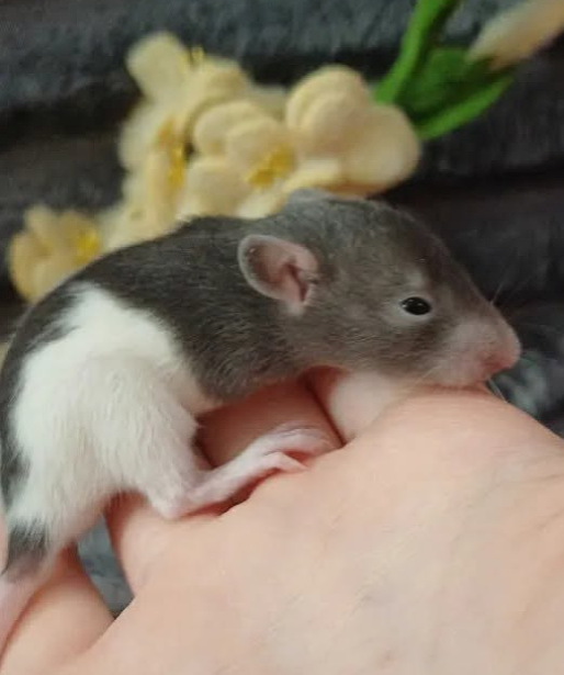 Fancy rat Breeder Rattus norvegicus 