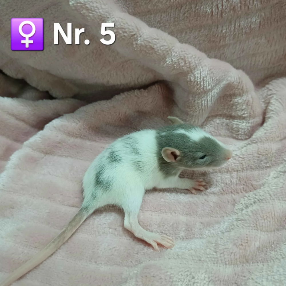Fancy rat Pet only Rattus norvegicus 