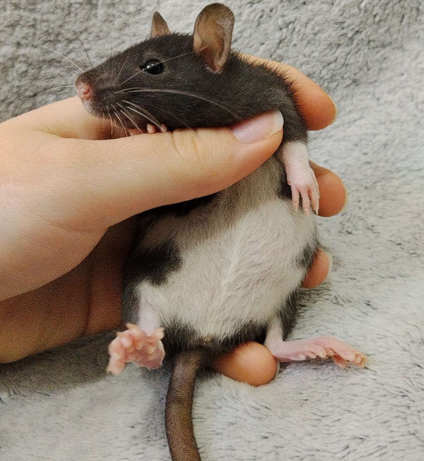 Fancy rat Owned by other Rattus norvegicus 