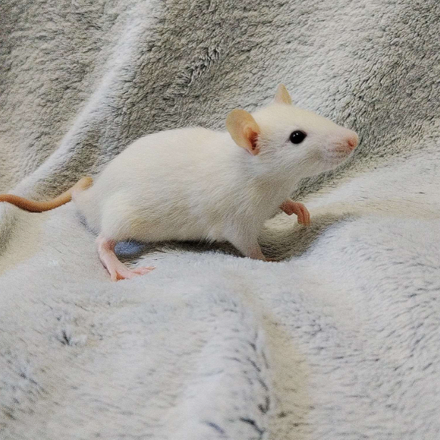 Fancy rat Breeder Rattus norvegicus 