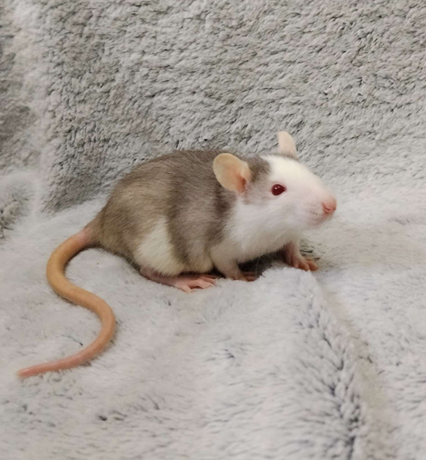 Fancy rat Available for rehoming Rattus norvegicus 
